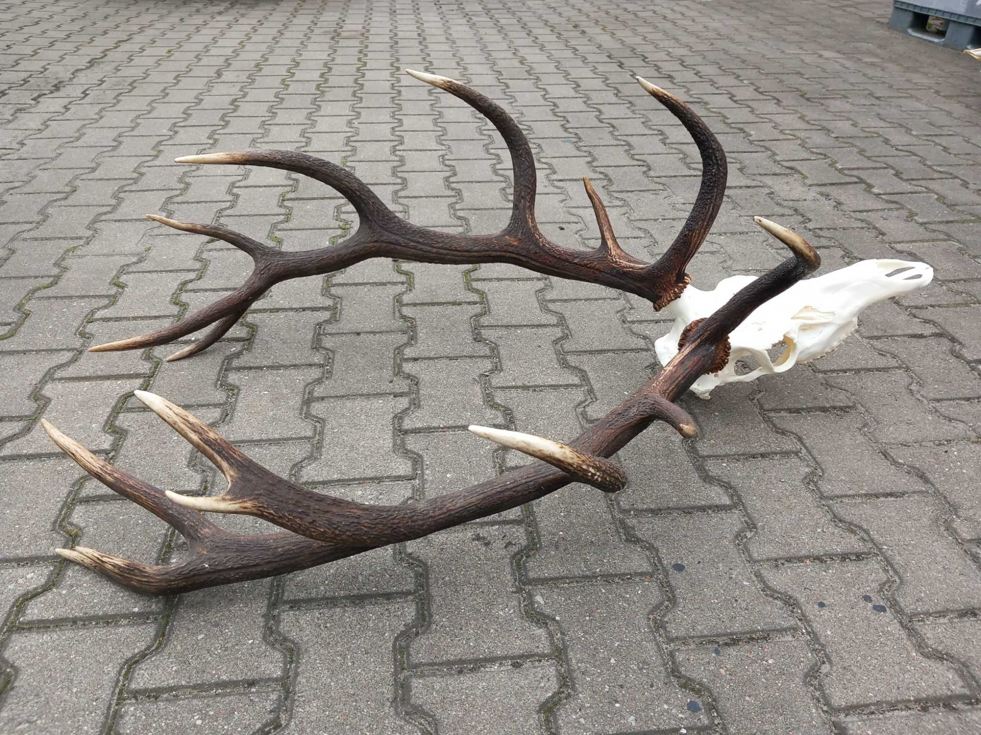 Poroże, Wieniec, Byk, Jeleń, Szesnastak, 8,1 kg