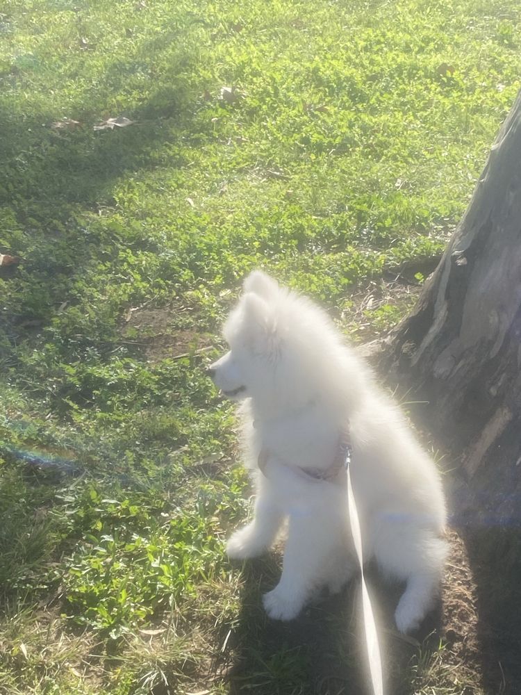 Passeio e visita domiciliar a animais domésticos