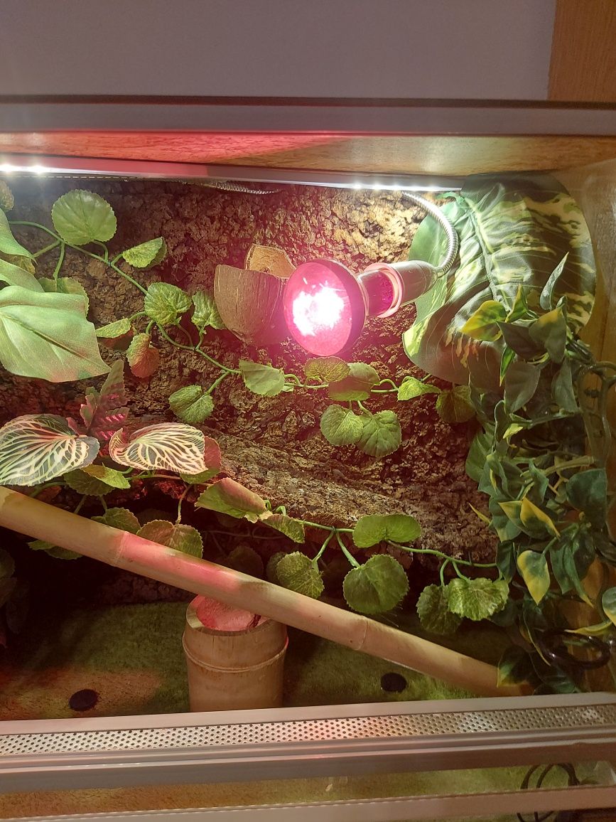 Terrarium po gekonie 50x40x30