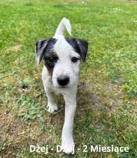 Parson Russell Terrier - Szczeniak