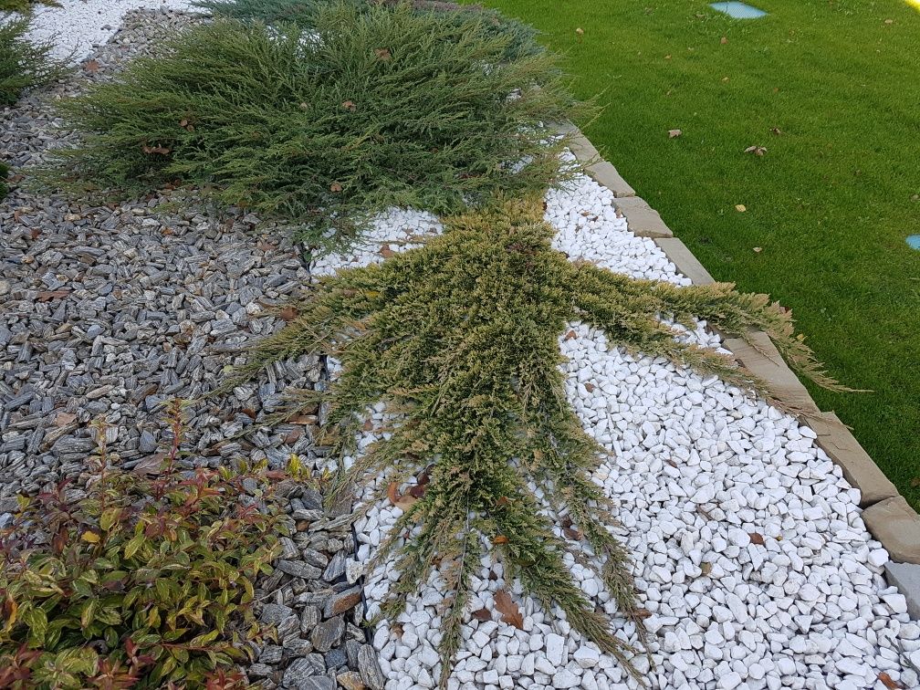 Jałowiec płożący Golden i Green Carpet