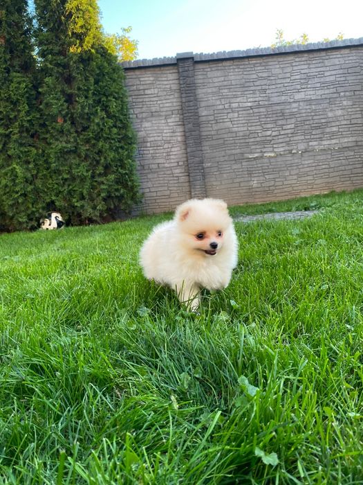 Pomeranian Szpic Miniaturowy Suczka Dziewczynka