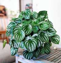 Peperomia Watermelon / Argyreia