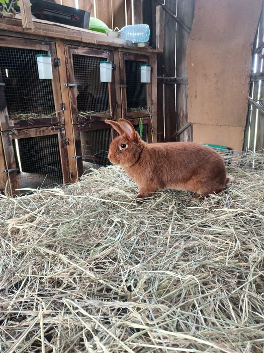Króliki tuszki Nowozelandzkie czerwone