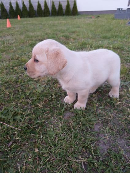 Labrador retriever piesek