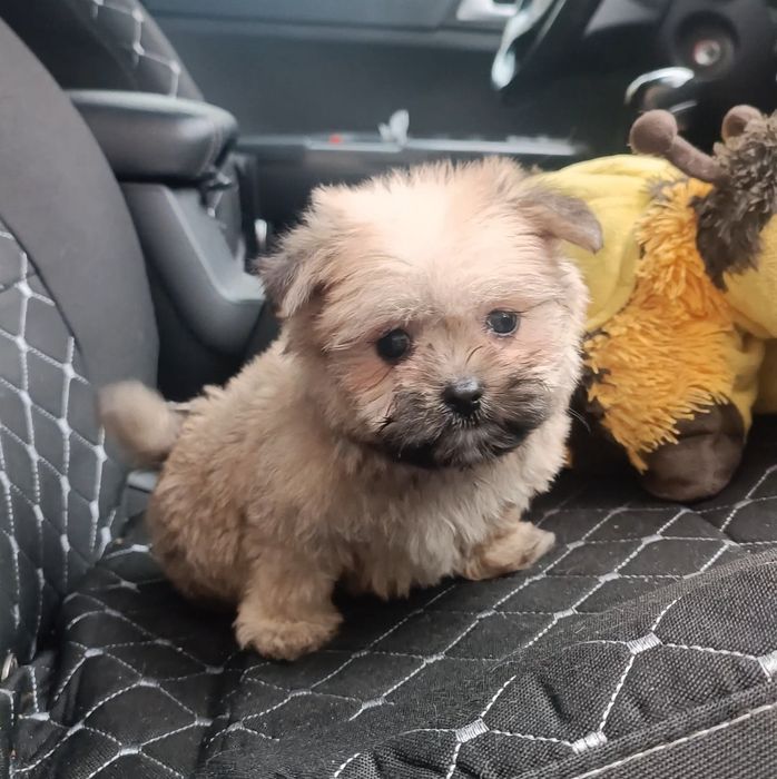 Мальтипушка девочка подружка