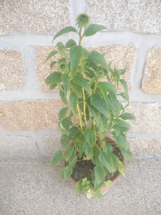Planta equinácia com cerca 50cm