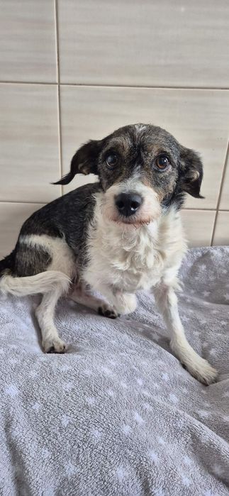 Mała suczka około 6 lat