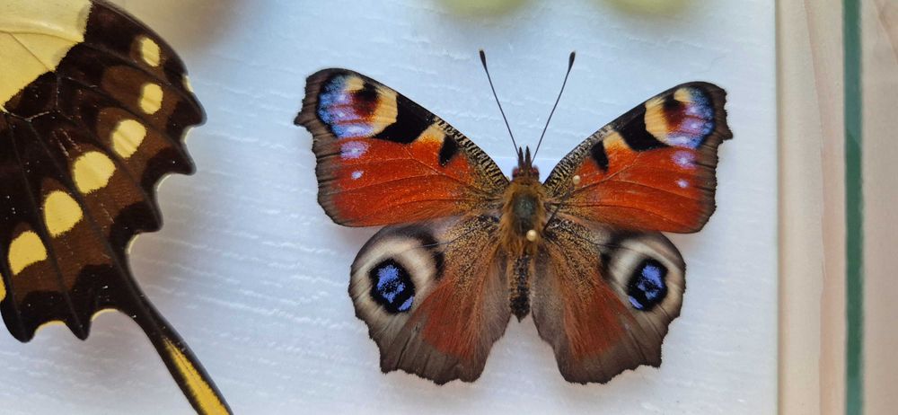 Gablotka motyle dzienne nocne na ścianę Actias sinensis Papilio i inne