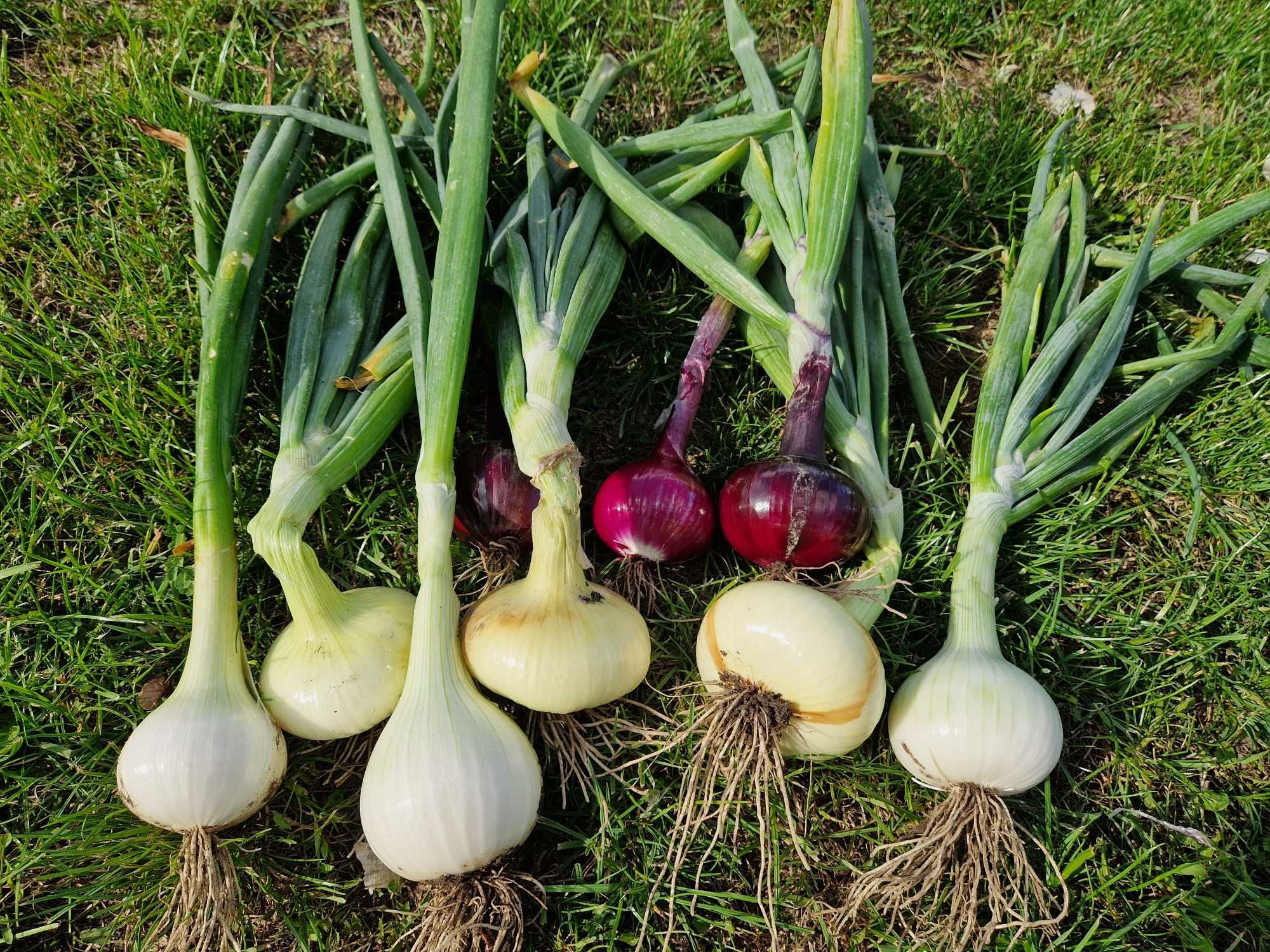 Cebula ekologiczna