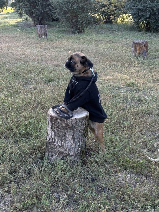Собака пти брабансон девочка