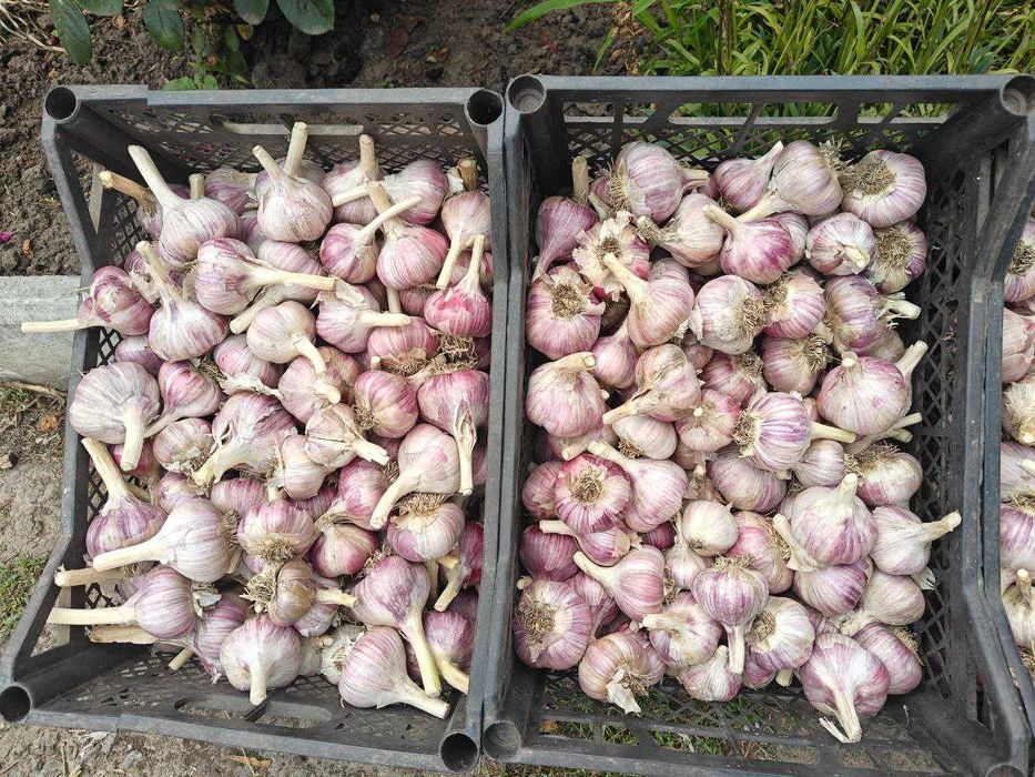 Продам часник с. Спаське