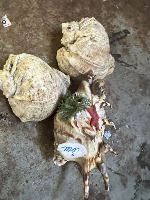 Ракушки  морские