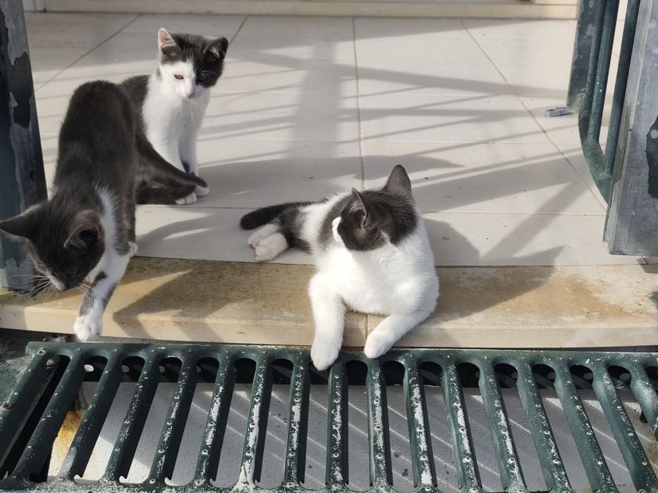 Doa-se gatos brancos e cinza