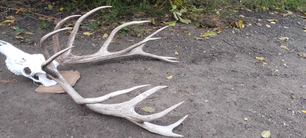 Piekny wieniec jelenia poroże trofeum rogi