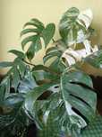 Monstera Variegata