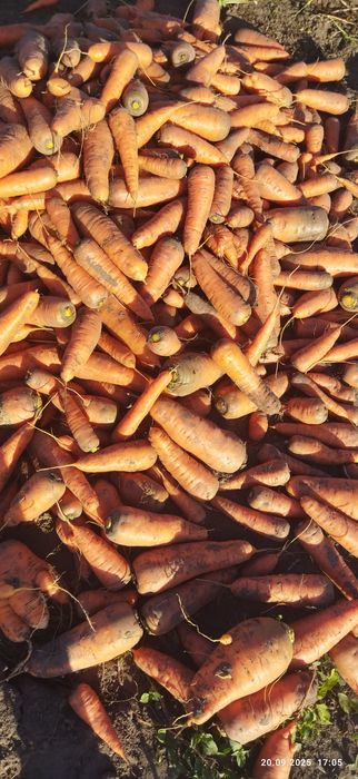 Продам  домашню моркву