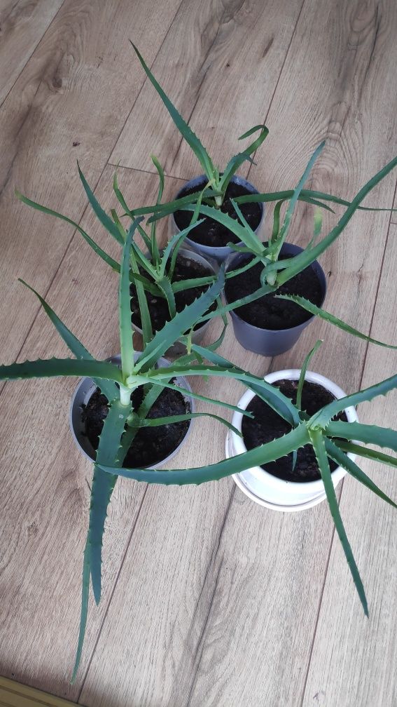 Aloes drzewiasty Aloe ARBORESCENS leczniczy