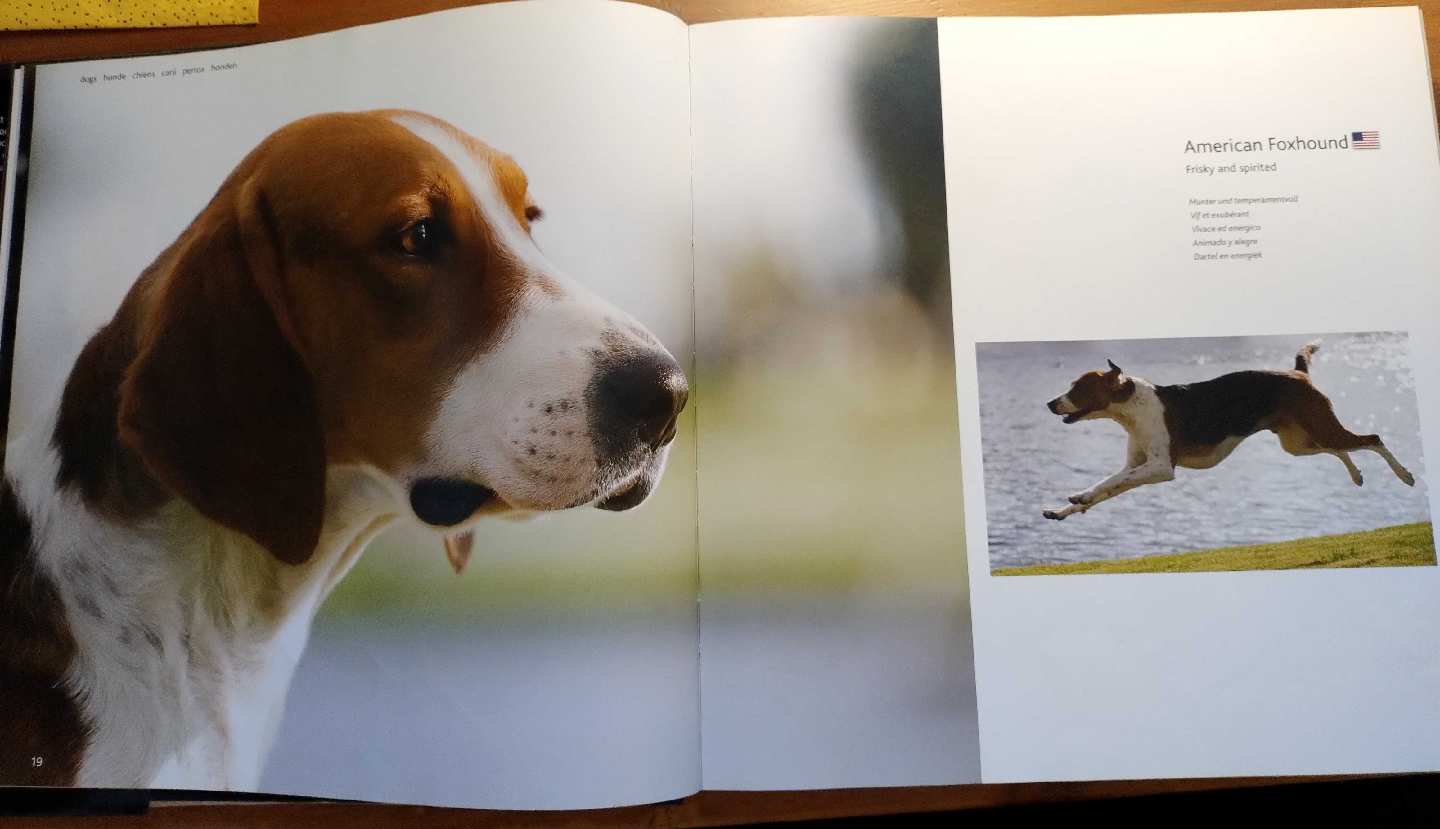 Album o psach Eukanuba dogs A-G, piękne zdjęcia, fajny dla dziecka