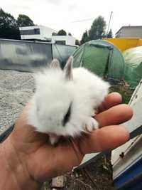 Posiadam na sprzedaż króliczki miniaturki