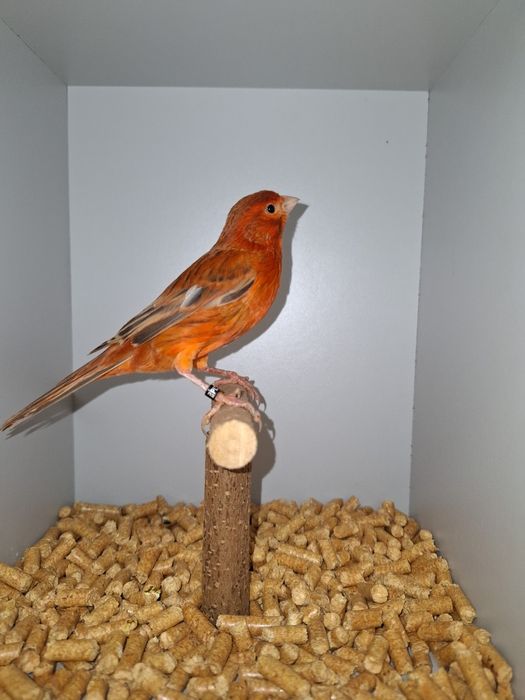 Kanarki agat czerwony