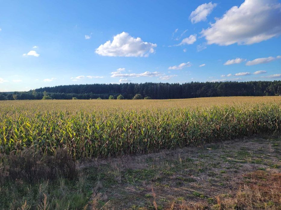 Działka budowlana Kruszyn 971m2