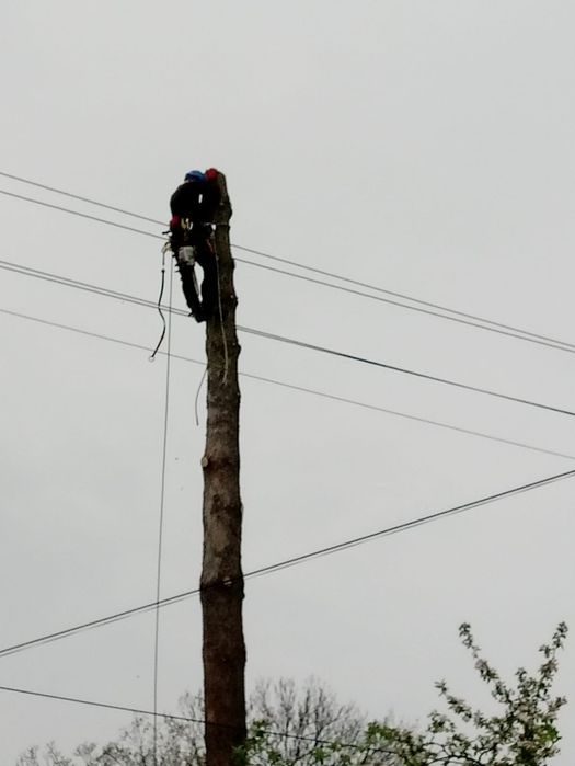 Ścinka, wycinka drzew trudnych, rębakowanie gałęzi, usuwanie pni