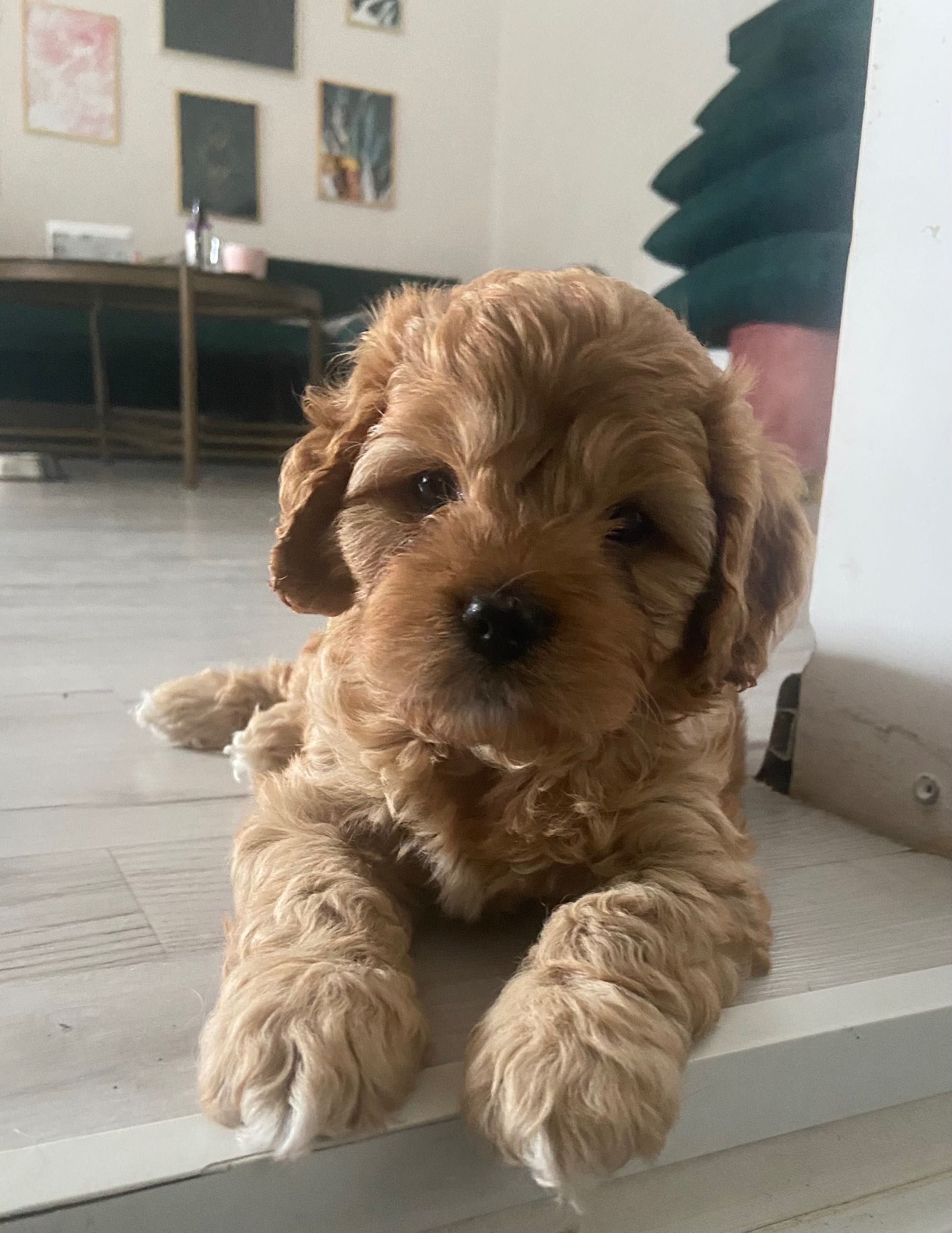 Szczeniak Cavapoo mix Cavalier King Charles Spaniel i Pudel Toy