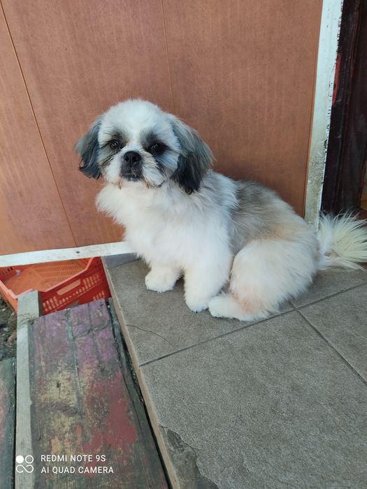 Продаётся подрощенный щенок