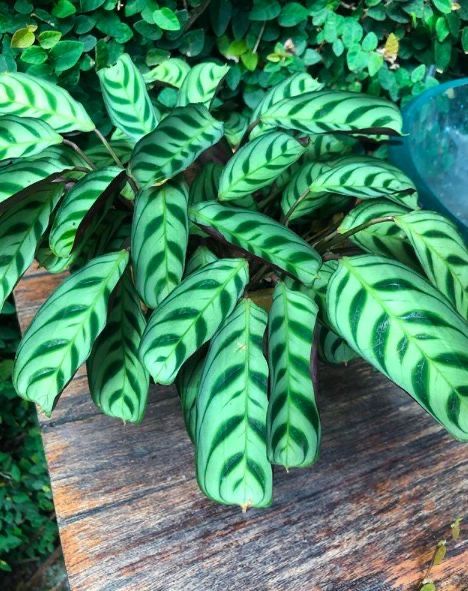 Калатея Бурле Маркс (Calathea Burle Marxii) —h 40 см