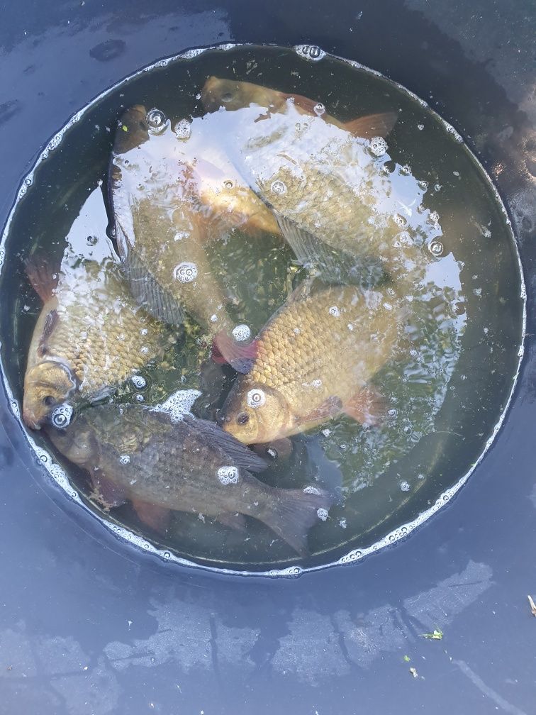 Karp Karaś lin amur tołpyga jesiotr koi sandacz pstrąg szczupak