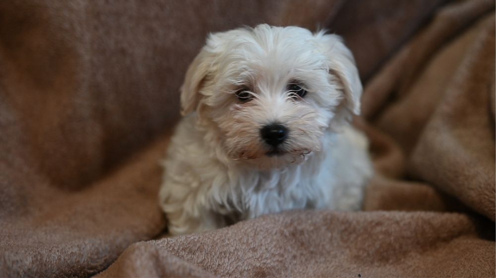 Szczeniak maltipoo