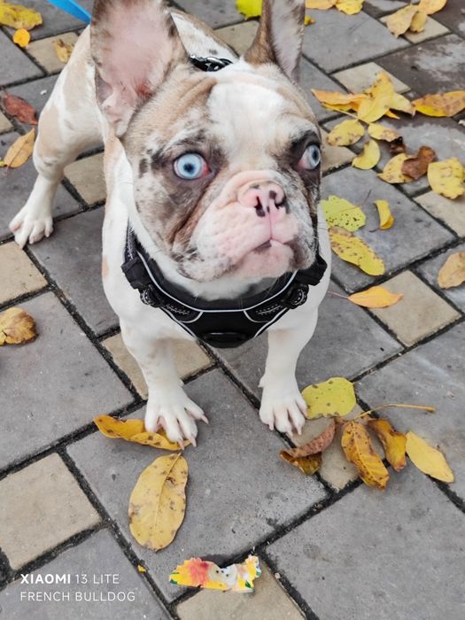 Дівчинка мерлле з блакитними очима.