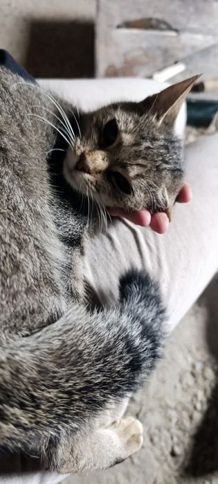 Віддам в добрі руки кішку