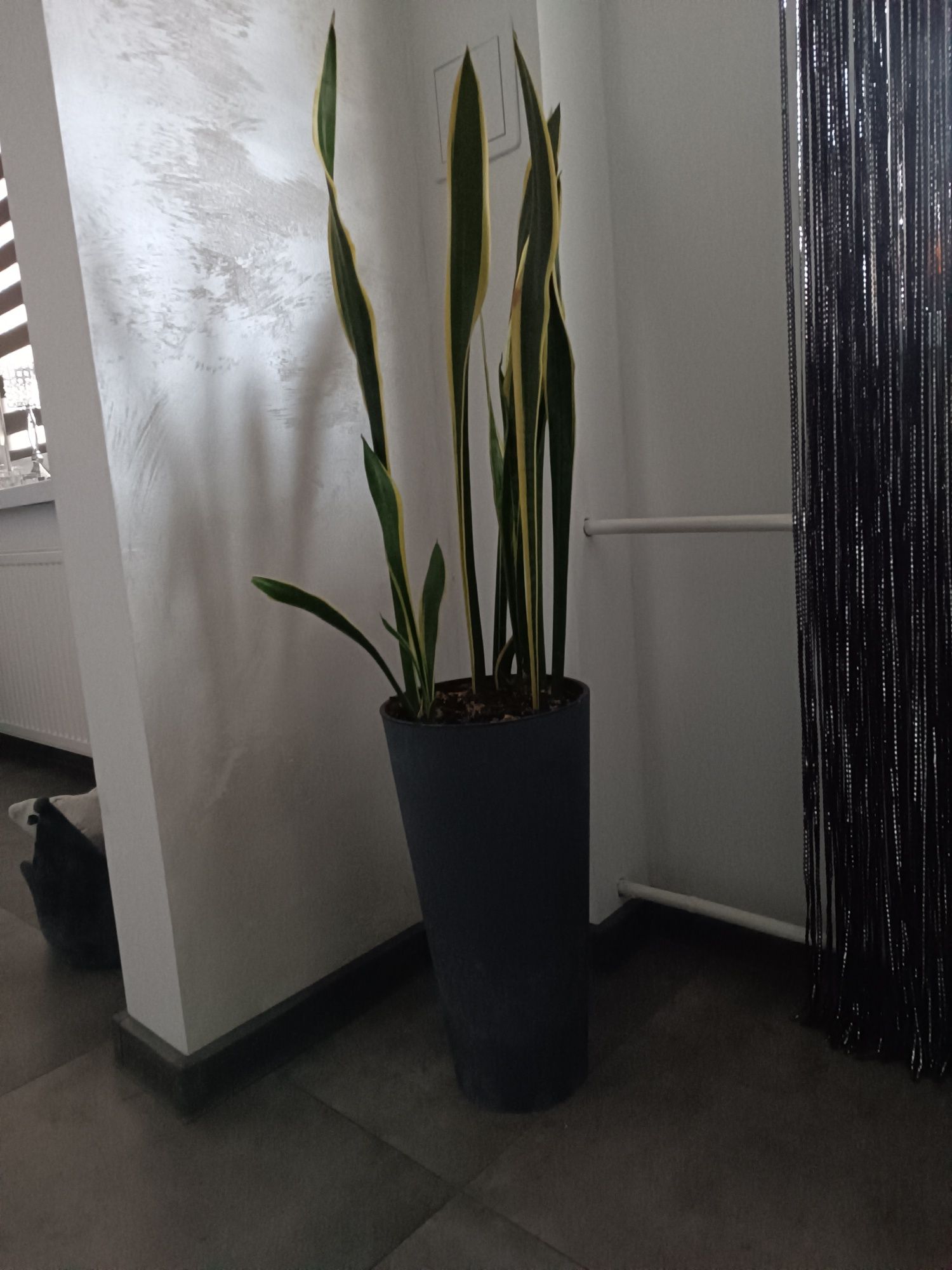 Sansewieria /język teściowej/ w ozdobnej donicy z wkładem beton