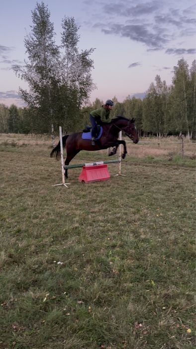 Dzierżawa współdzierżawa konia wałach