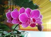 Орхидея фаленопсис, мини