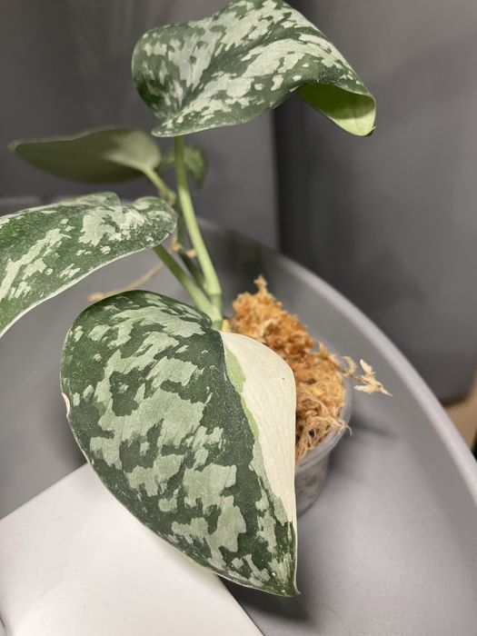 scindapsus exotica variegata okaz kolekcjonerski