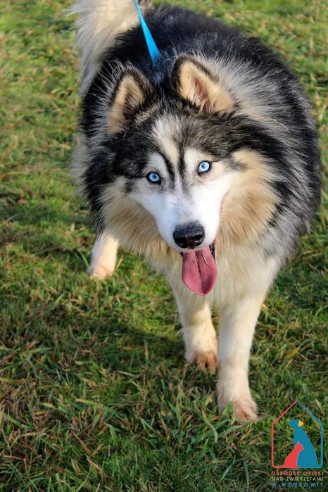 Tayo 283/24 - SZUKA DOMU!