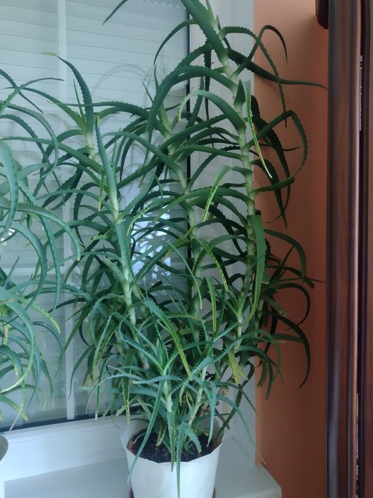 Aloes duży w doniczce 7/8 lat