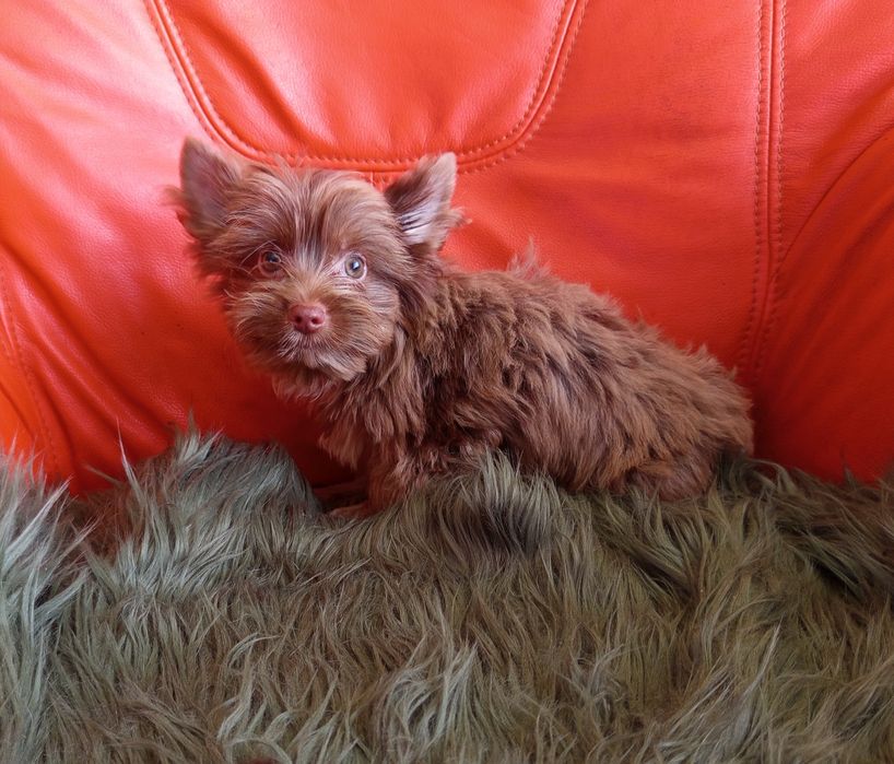 Piesek Choco Merle Yorkshire Terrier -gen niebieskich oczu