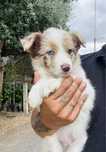 Excelente menino border collie choco merle