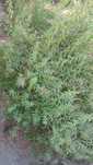 Lúcia-Lima | Doce-Lima | Limonete | LemonBeebrush - Planta Medicinal