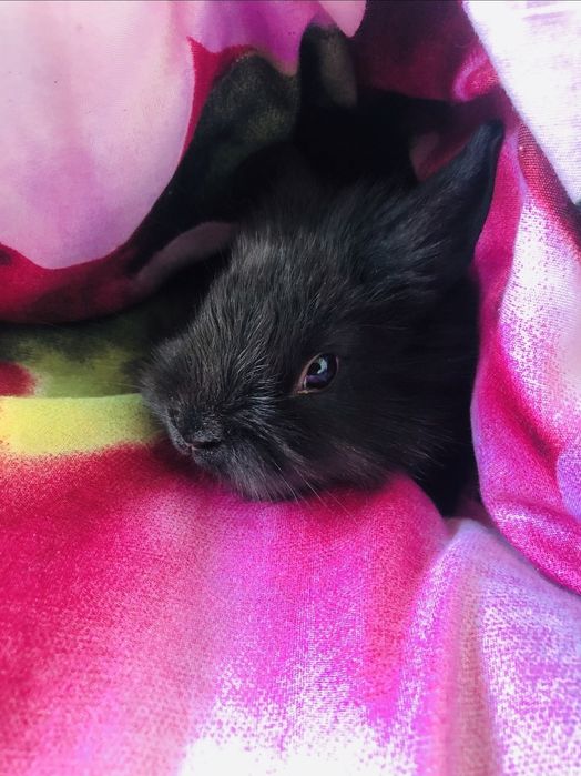 Królik króliczek miniaturka lwia