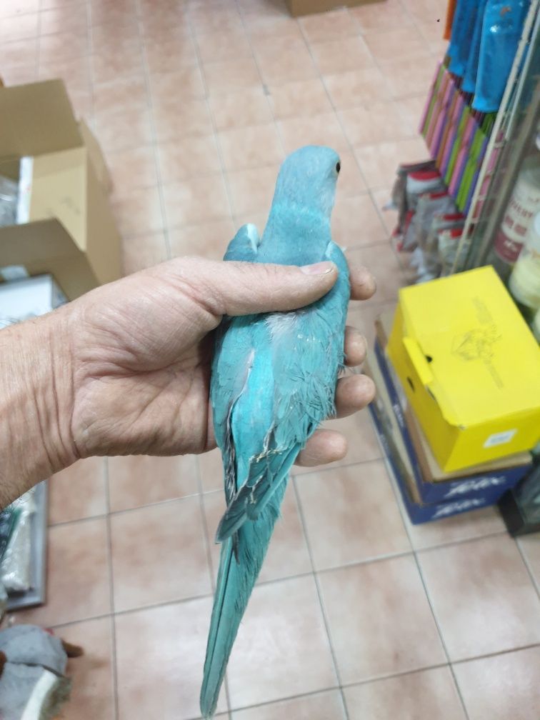 Ring neck demosticados