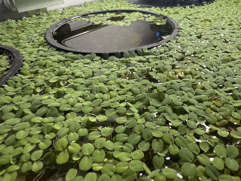 Salvinia Auriculata Minima