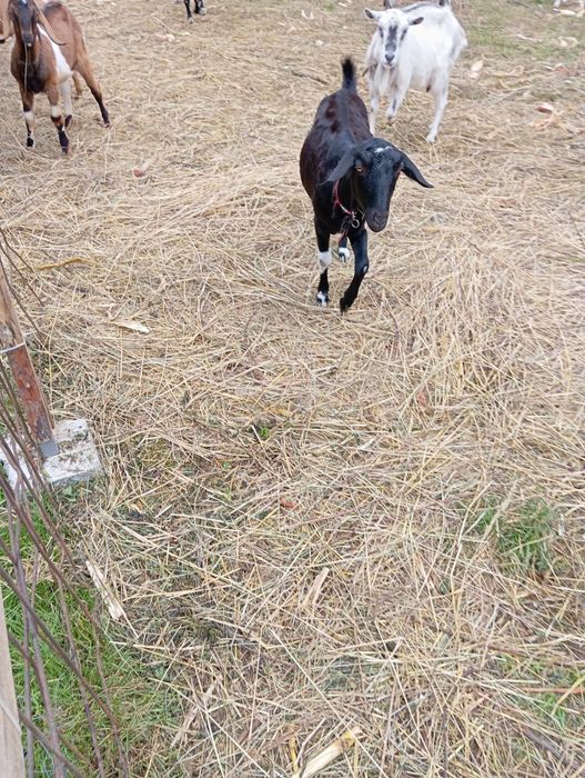 Альпонубійка 1.5 р