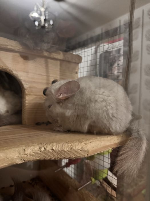 Отлам бесплатно.