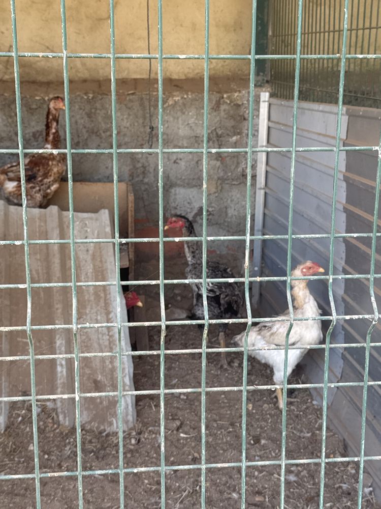 Galinhas varias racas
