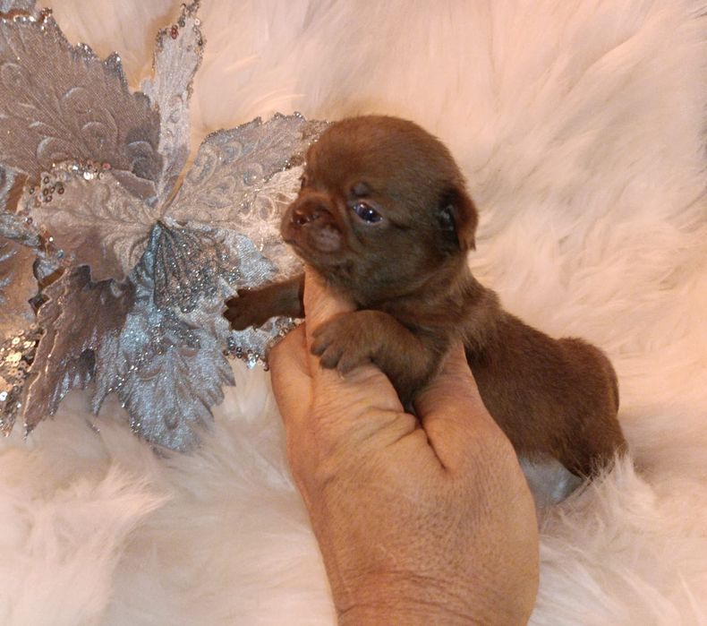 Chihuahua machinho mini